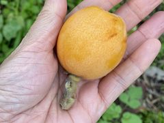 里山なかくらの写真3