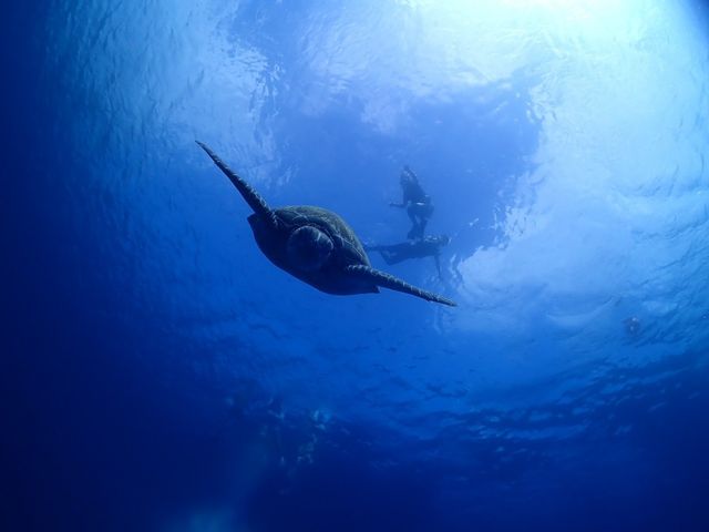 海ガメさんとのスリーショット_calm石垣島