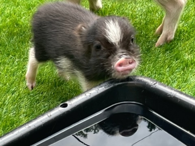 ブタちゃんたちは外の方がいきいきとしてました。_pignic farm&cafe
