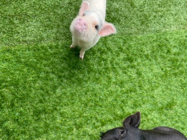 子ブタちゃんの方が毛並みはふわふわでした。_pignic farm&cafe