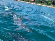 akkoさんのI LOVE DOLPHIN 海とオルゴール 和倉店の投稿写真1