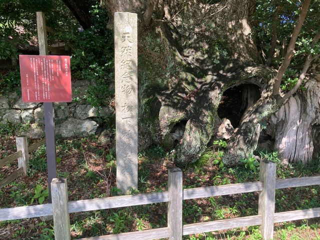 松下社の大クス_松下社の大クス
