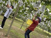 Tatsuさんの倉富深巨峰園の投稿写真1