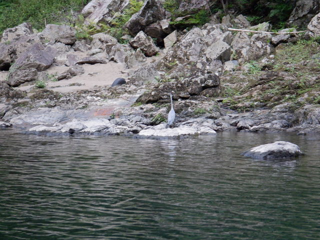 岸辺には猿、水鳥が観察できました。_きらきらラフティング