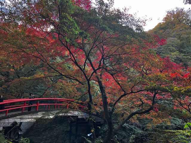 夜はライトアップするらしいです!まだ少し紅葉には早かったけど綺麗でした!_河鹿橋