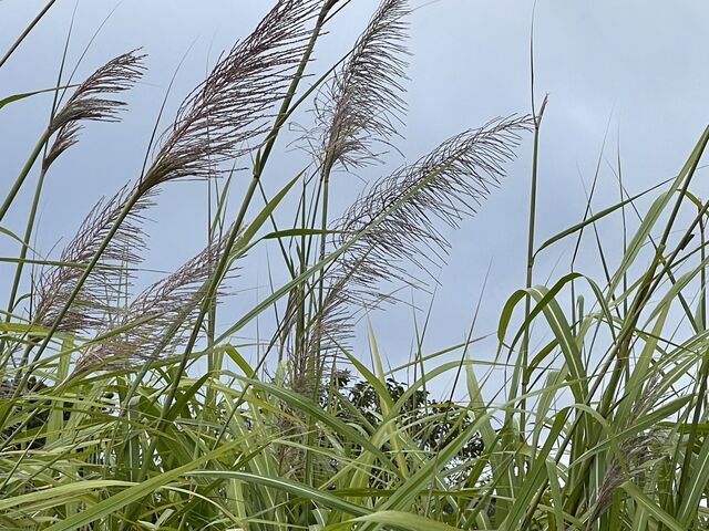 サトウキビの花です。_旅友Tokunoshima