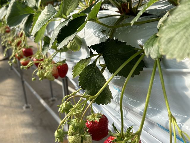 園内で撮りました_苺ぷらす