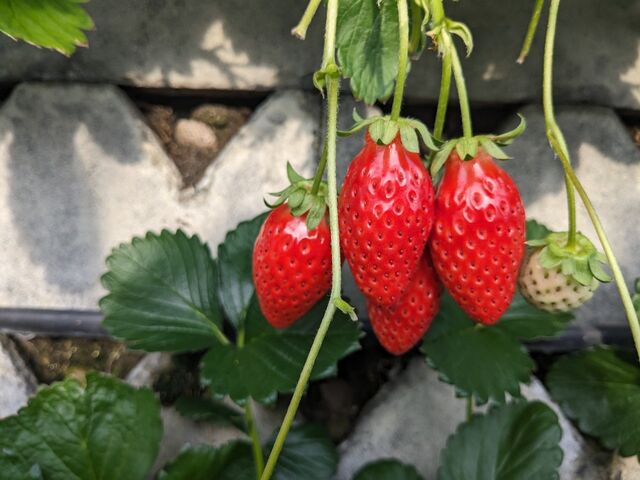 完熟章姫がとても美味しい_石垣園