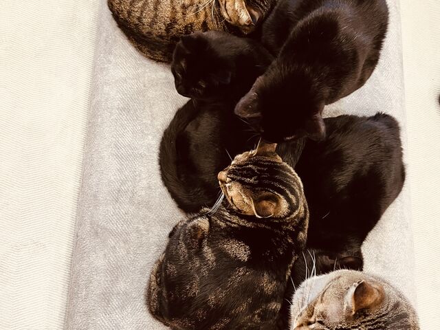 かたまり_ねこカフェ にゃおん