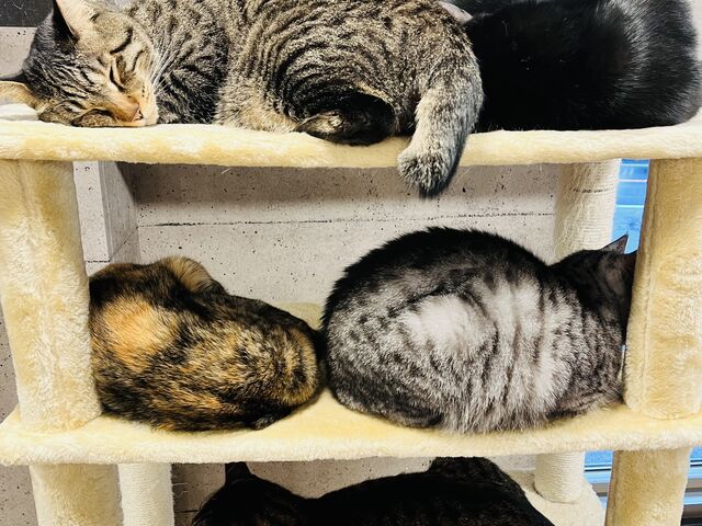 棚_ねこカフェ にゃおん