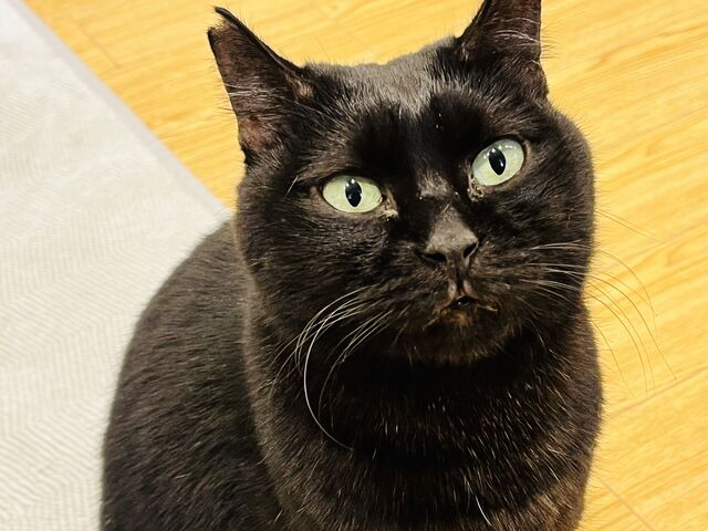 可愛い_ねこカフェ にゃおん