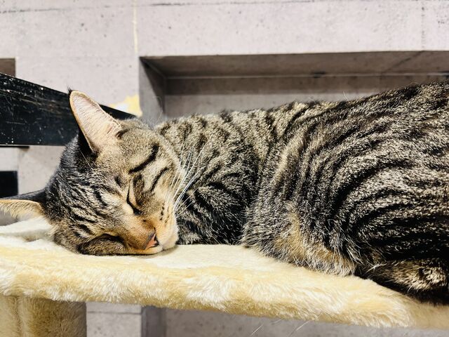 よく寝てた_ねこカフェ にゃおん