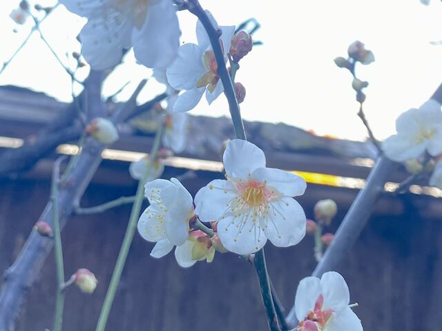 お庭の梅_凡味 そばきり