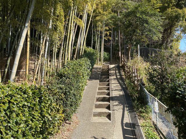 登り初めの道_小机城址市民の森