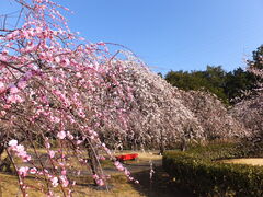 ニコちゃんさんの小田原フラワーガーデンへの投稿写真1