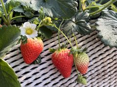 のりさんの野口英雄イチゴ園への投稿写真1