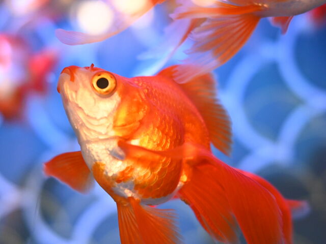 金魚_UWS AQUARIUM GA☆KYO
