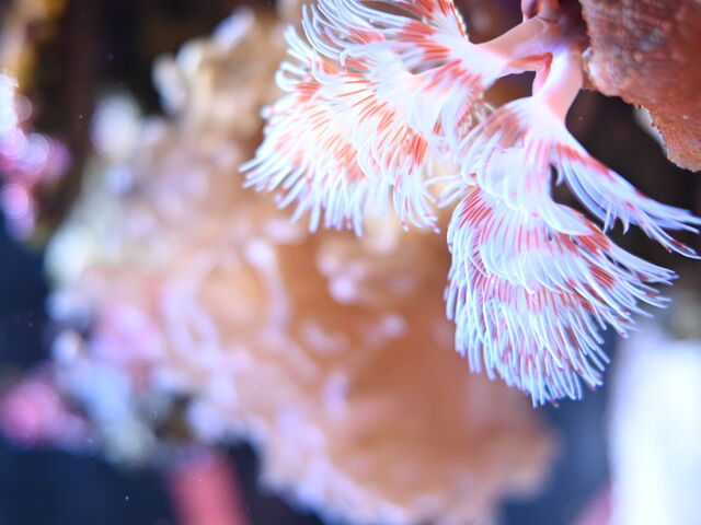 イソギンチャク_UWS AQUARIUM GA☆KYO