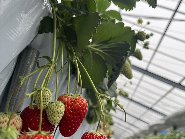 とても甘くおいしかったです!_TNfarm