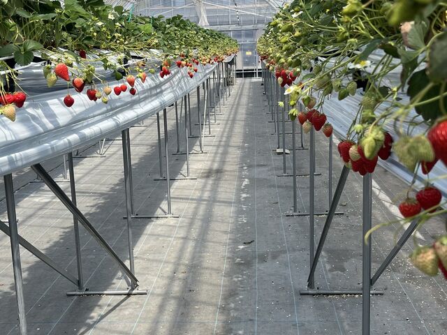 いちごがちょうど良い高さに並んでいたので子供たちも取りやすそうでした!_TAiSHi farm