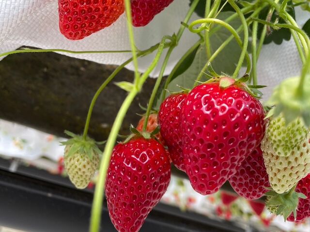 5種食べ比べ_アイエスアグリ いちごの丘