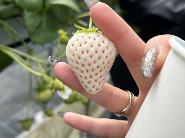 白いちご_Ichigolab_Izumisano