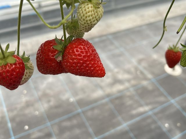 面白い形!甘かった_Ichigolab_Izumisano