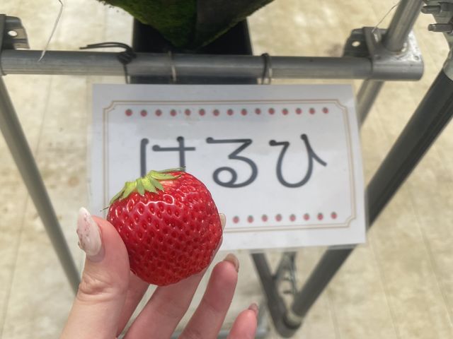 全ての苺に品種の札があるので比較しやすかったです!_アイエスアグリ いちごの丘