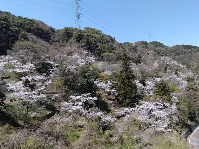 kaeruさんの八木山峠のサクラの投稿写真2