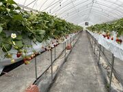 annaさんのオノウエ農園〜Strawberry Farm “Ruby”〜の投稿写真1
