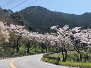 kaeruさんの八木山峠のサクラの投稿写真1