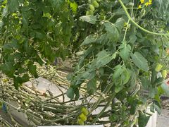 株式会社 井出トマト農園の写真2