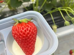 min.riさんのとよさんファームいちご園への投稿写真2