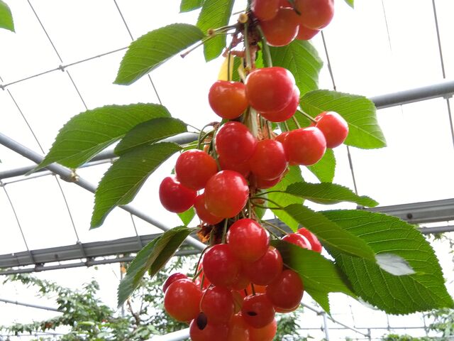 鈴なりの甘さ抜群のさくらんぼ_高砂園