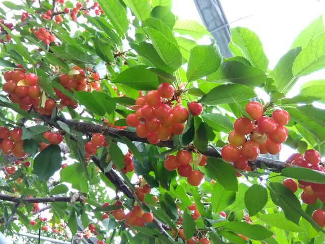 採りやすい場所のさくらんぼ_高砂園