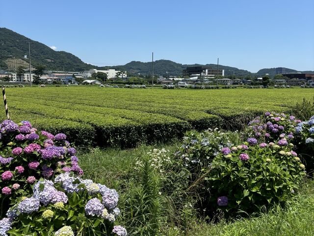 茶畑、紫陽花、空、空気、全て最高、
心からリフレッシュできます_開成MyTea