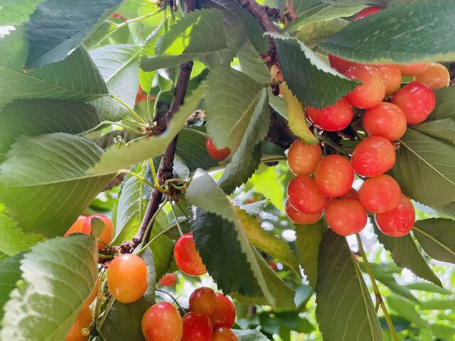 とっても甘くて美味しかった!_広果園