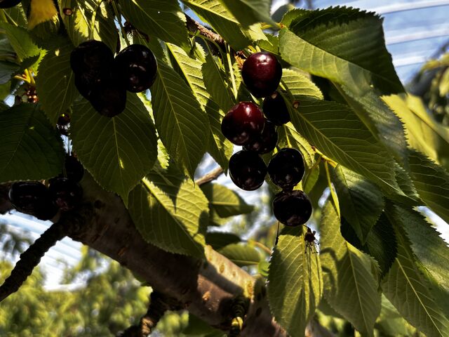黒っぽいさくらんぼ、コクがあり好きな味でした。_曲屋果樹園