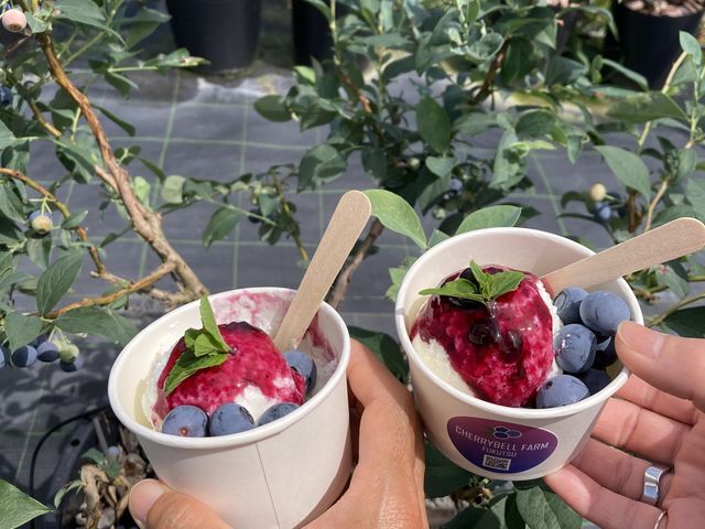 アイスにブルーベリーを入れて(^^)_チェリーベル観光農園