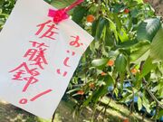 あいちゃむさんの広果園の投稿写真3