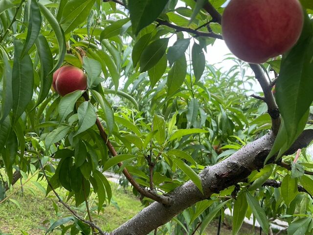 お土産の桃狩り_あすなろ園