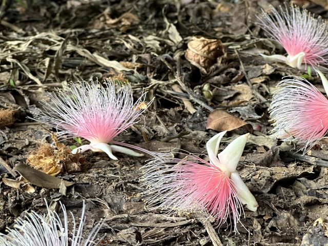 儚く散ったサガリバナ。次々に落ちてきます。_宮古島旅倶楽部