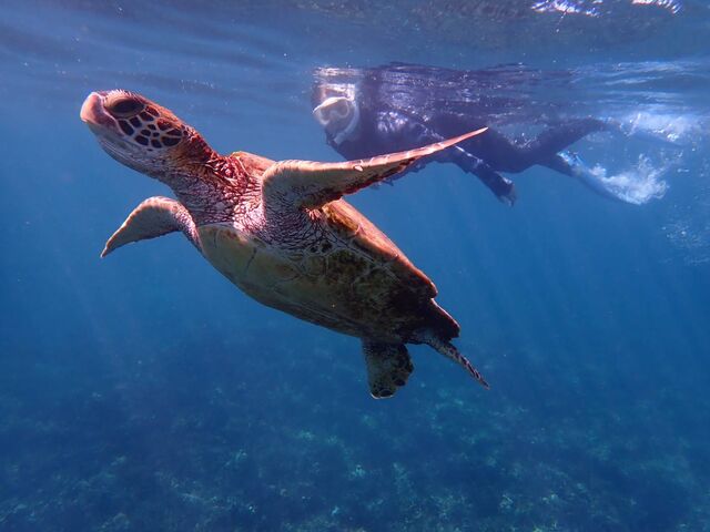 ウミガメと遭遇(推定4歳か5歳位:スタッフさん談)_PolePolemarine385