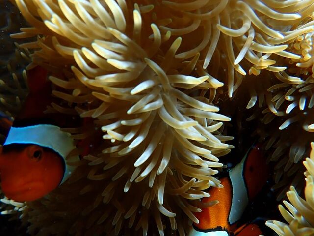 ニモ家族にも挨拶できました_PolePolemarine385
