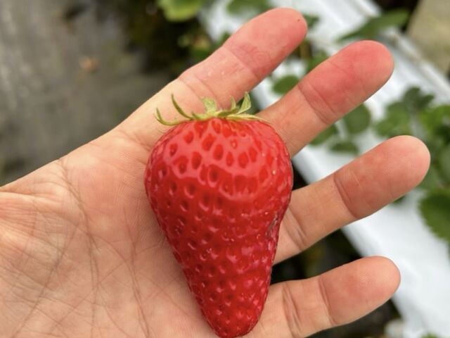 大きいイチゴ_ムラタケ観光農園