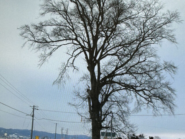 安心な僕らは旅に出ようぜさんの阿野呂一本木の投稿写真1