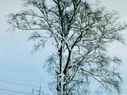 安心な僕らは旅に出ようぜさんの阿野呂一本木の投稿写真1