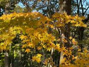 ぷくさんの日向山の投稿写真1