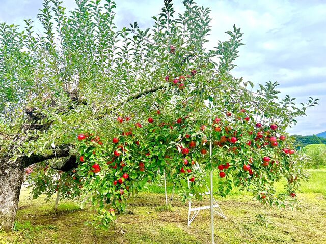 もはや芸術!_福田りんご園