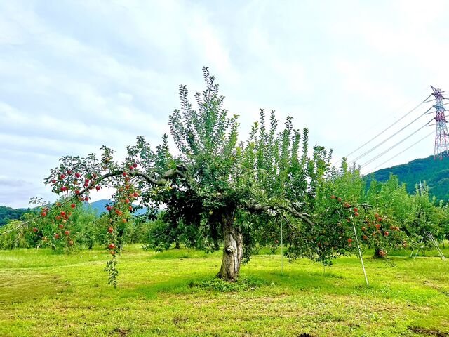 50年以上のリンゴの木!_福田りんご園